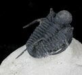 Huge Cyphaspis Trilobite From Morocco #25795-5